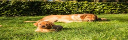 Labrador Retriever honden te koop: Redfox labradorpups  - Advertentie 7
