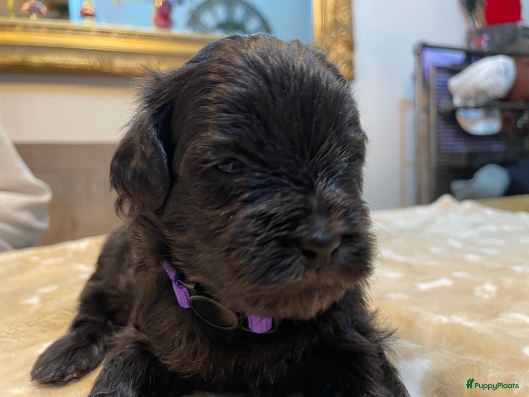 Kruising honden te koop: Boompoo pups, Boomer X Toy poedel - Advertentie 21