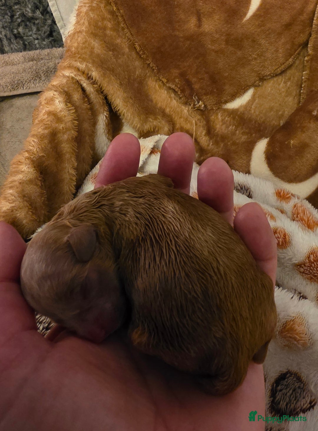 Poedel honden te koop: Xenna rood/witte harlekijn,Sem Rood dwergpoedel  - Advertentie 7