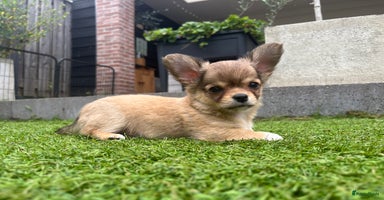 Chihuahua honden - Advertentie 5