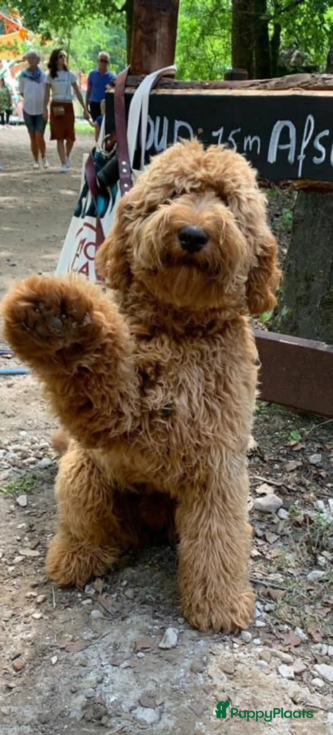 Labradoodle honden ter dekking: KNAPPE AUSTRALIAN LABRADOODLE DEKREU in Breda - Advertentie 1
