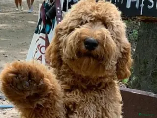 Labradoodle honden KNAPPE AUSTRALIAN LABRADOODLE DEKREU in Breda - Advertentie 3