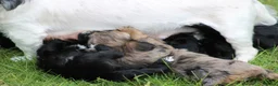 Kruising honden te koop: Boompoo pups - Advertentie 15