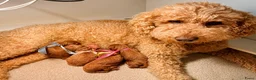 Australian Labradoodle honden te koop: Rood/Abrikoos Australian Labradoodle Puppy's - Advertentie 12