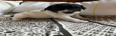 Spot