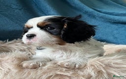 Cavalier King Charles Spaniel honden te koop: Cavalier King Charles Spaniel in Makkinga - Afbeelding 1