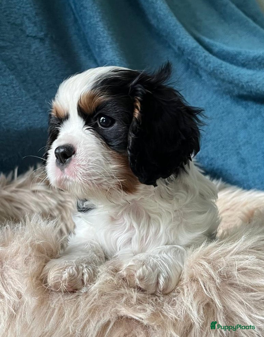 Cavalier King Charles Spaniel honden te koop: Cavalier King Charles Spaniel in Makkinga - Afbeelding 1