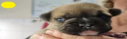 Franse Bulldog honden te koop: Fr bulldog puppy's met stamboom geteste ouders  - Advertentie 5