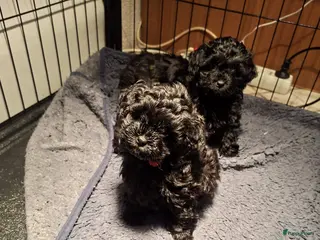 Shihpoo honden Te koop aangeboden Shihpoopups - Advertentie 2