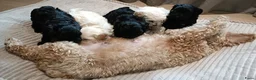 Maltipoo honden te koop: Prachtige kleine Maltipoo/Toy pups met garantie!🐶 - Advertentie 4