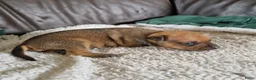 Dwergpinscher honden te koop: Dwergpinschers pups te koop - Advertentie 11