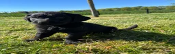 Kruising honden te koop: Kruising Labrador met Golden retriever - Advertentie 20