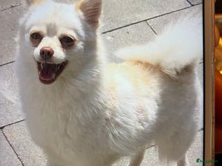 Pomsky honden 2 pomsky x pomeriaan teefjes - Advertentie 8