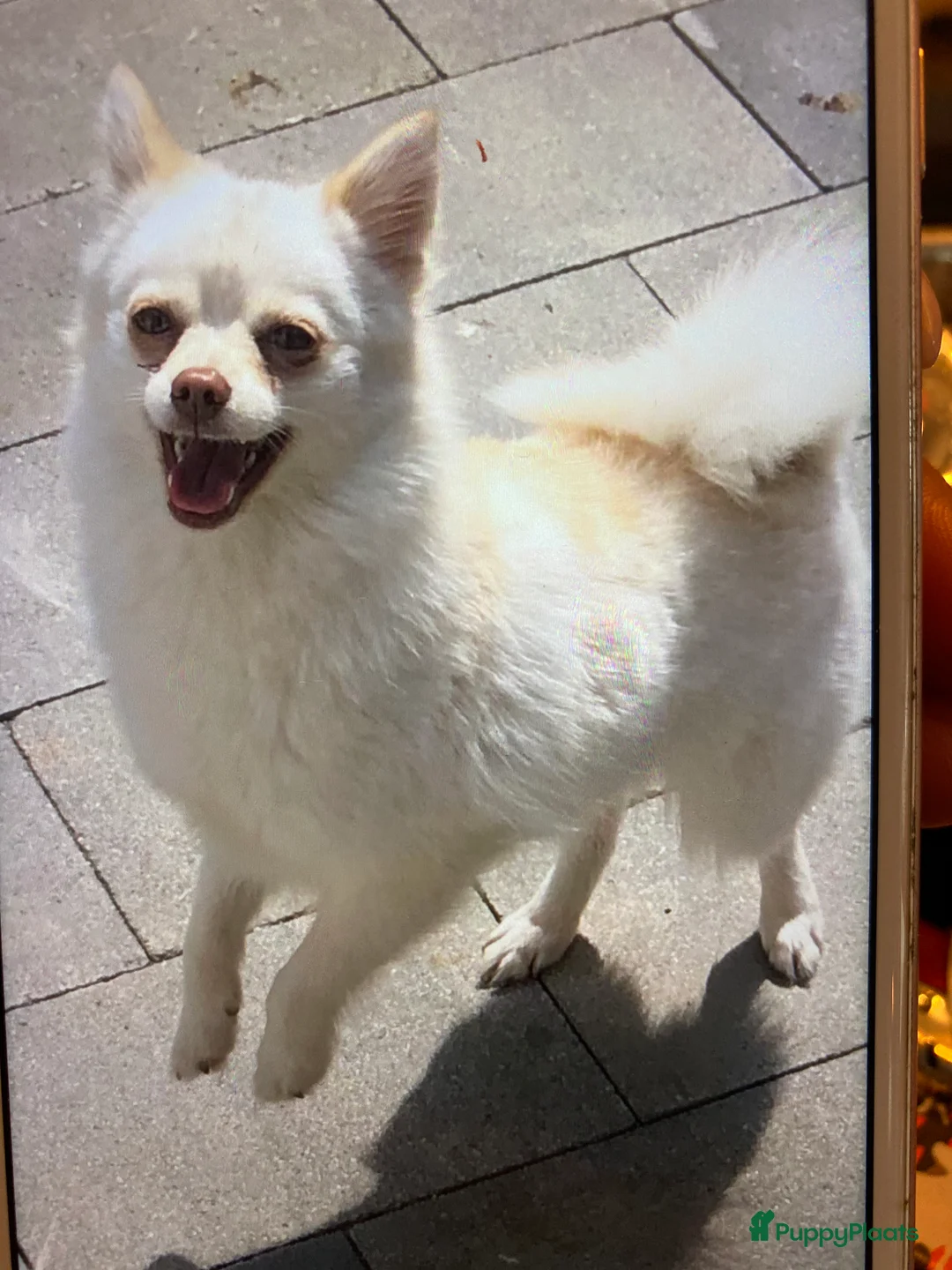 Pomsky honden te koop: 2 pomsky x pomeriaan teefjes  - Advertentie 1