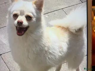 Pomsky honden 2 pomsky x pomeriaan teefjes - Advertentie 1