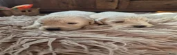 Golden Retriever honden te koop: Prachtige golden retriever pups - Advertentie 5