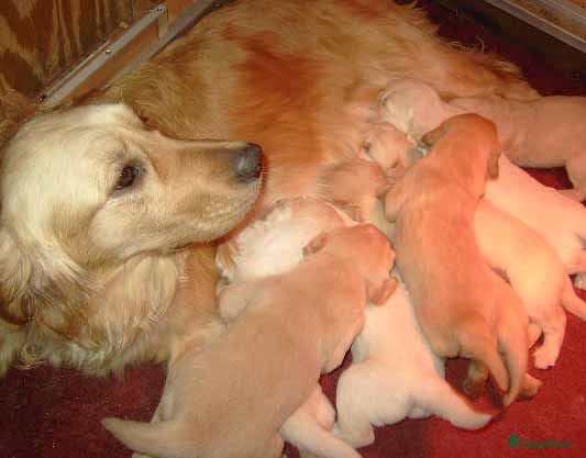 Golden Retriever honden Golden retriever pups - Advertentie 1