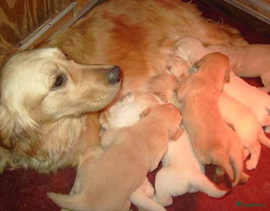 Golden Retriever honden te koop: Golden retriever pups - Advertentie 1