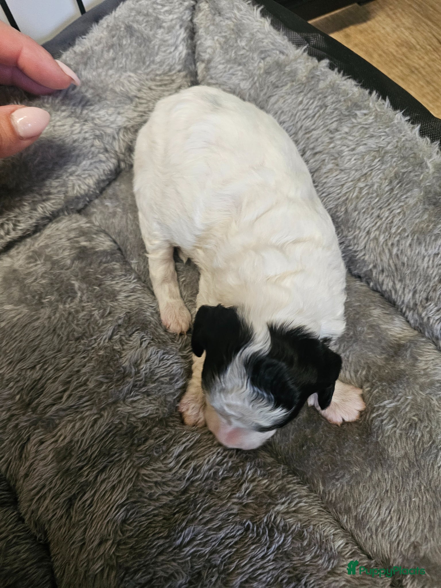 Poedel Toy honden te koop: Knappe toy poedel pups - Advertentie 10