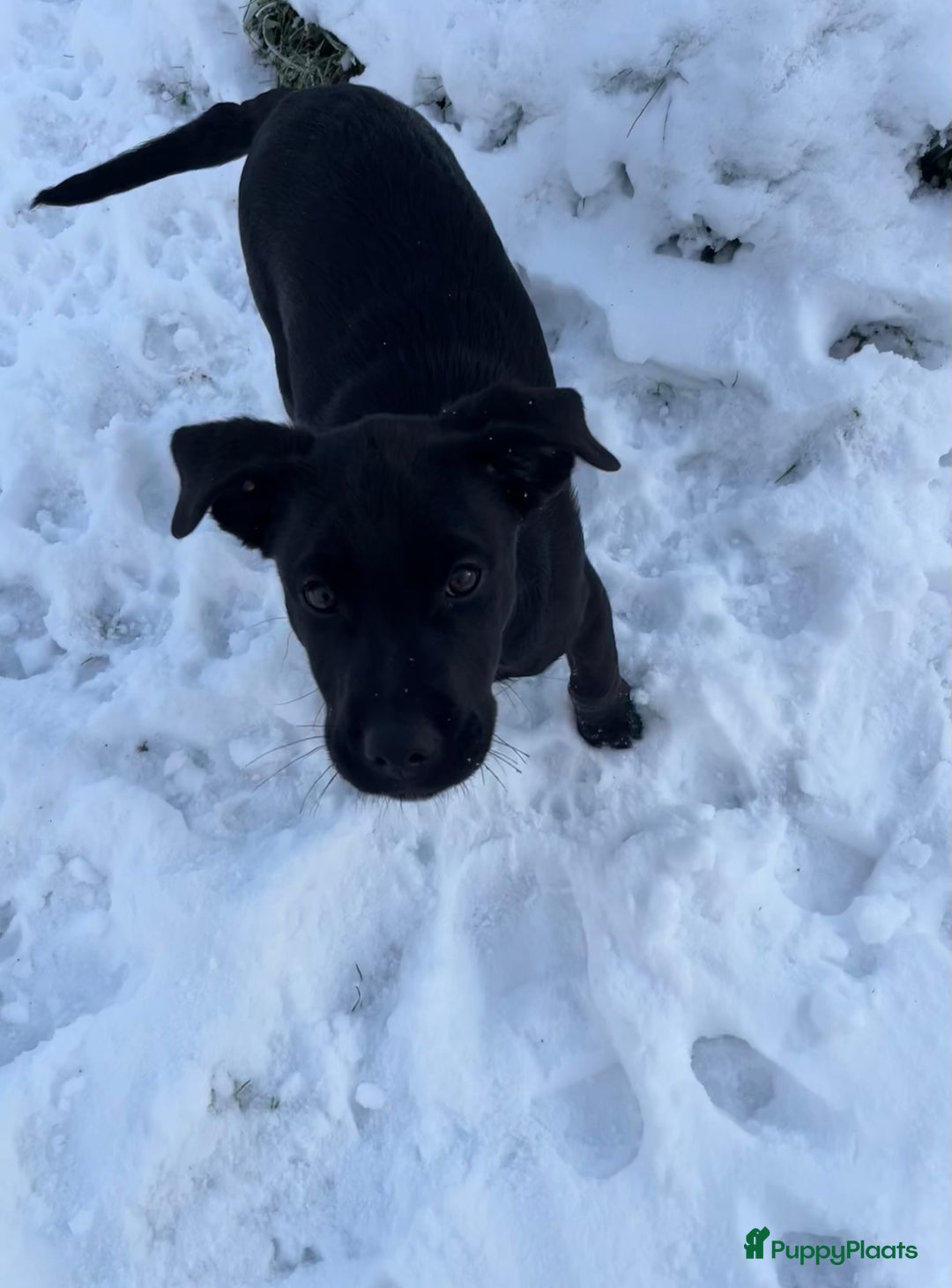 Kruising honden te koop: Labrador kruising kooiker  - Advertentie 10