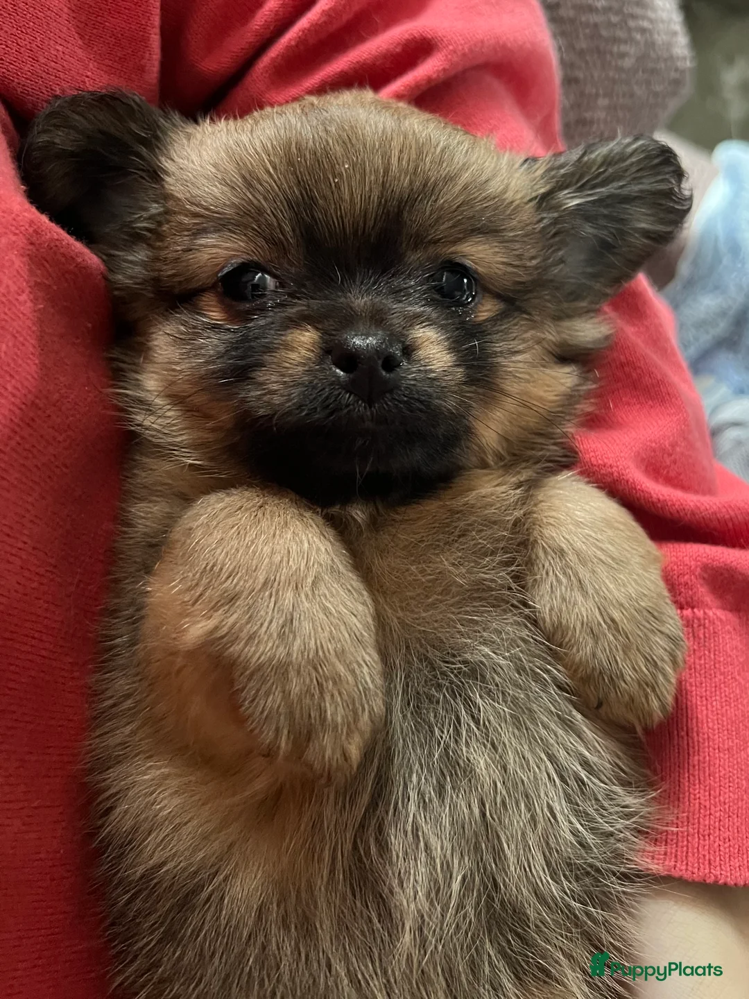 Pomchi honden te koop: Lieve Pomchi pups - Advertentie 37