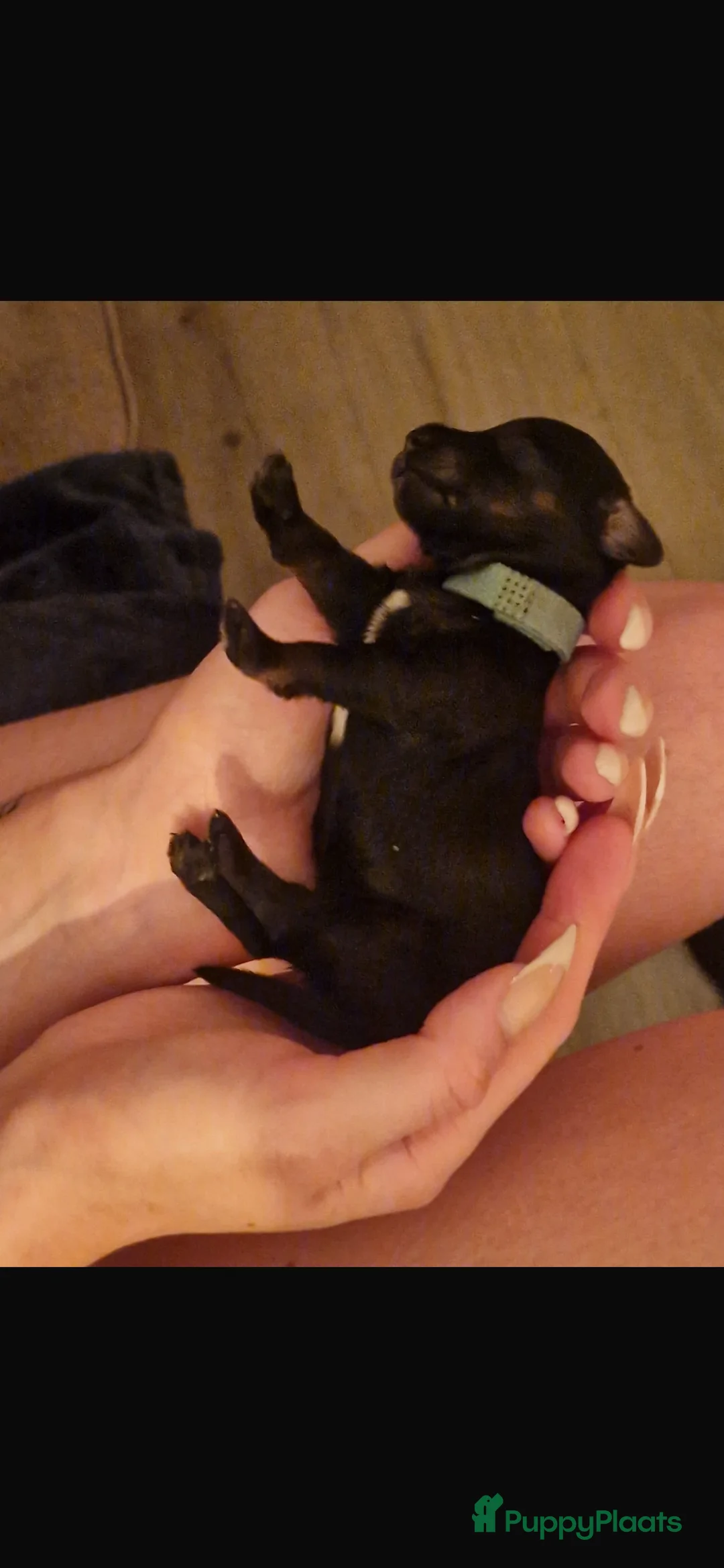 Kruising honden te koop: 🩷maltezer X dwergteckel💙 - Advertentie 4