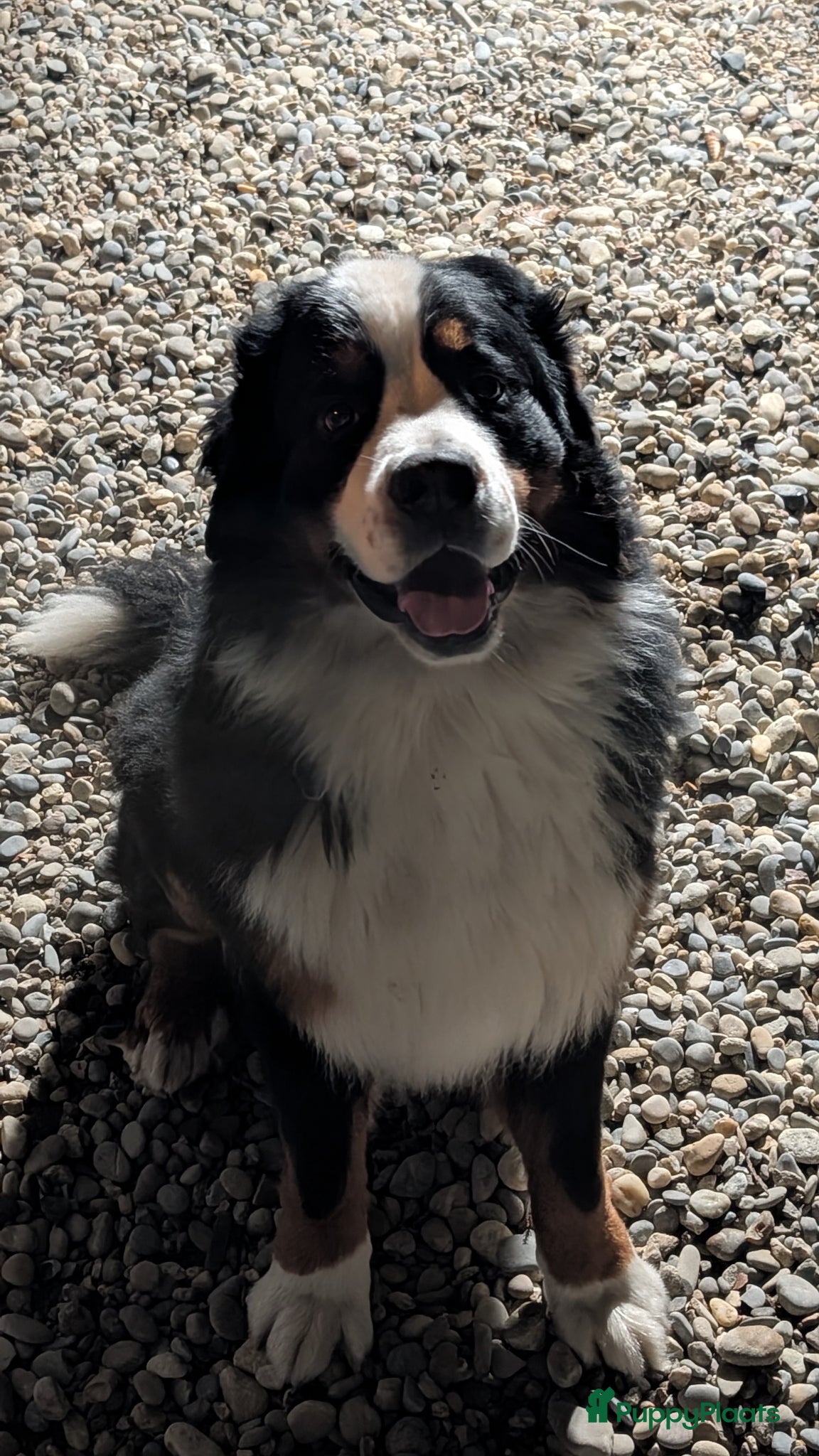 Bernedoodle honden te koop: Bernedoodle pups (Koningspoedel x Berner Sennen) in Nunspeet - Advertentie 3
