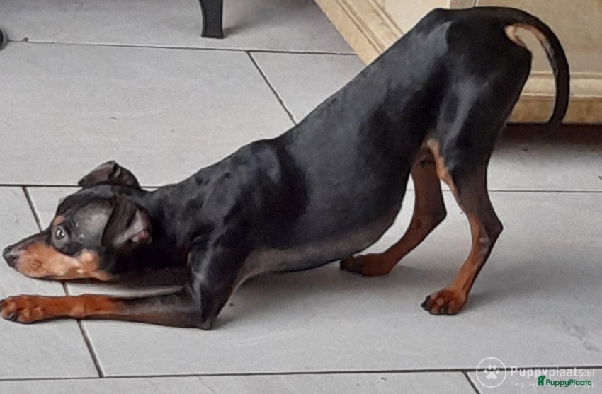 Kruising honden Dekreu Praagse Rattler (Praagse Rattenvanger) in Nieuw-Vossemeer - Advertentie 2