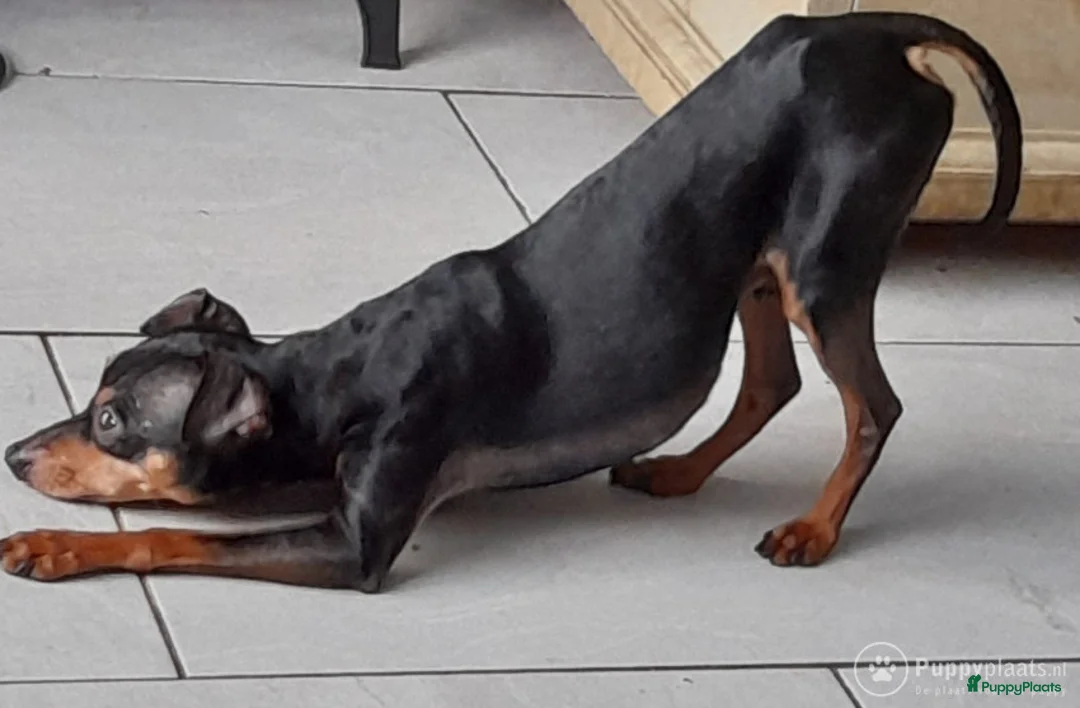 Kruising honden ter dekking: Dekreu Praagse Rattler (Praagse Rattenvanger) in Nieuw-Vossemeer - Advertentie 2