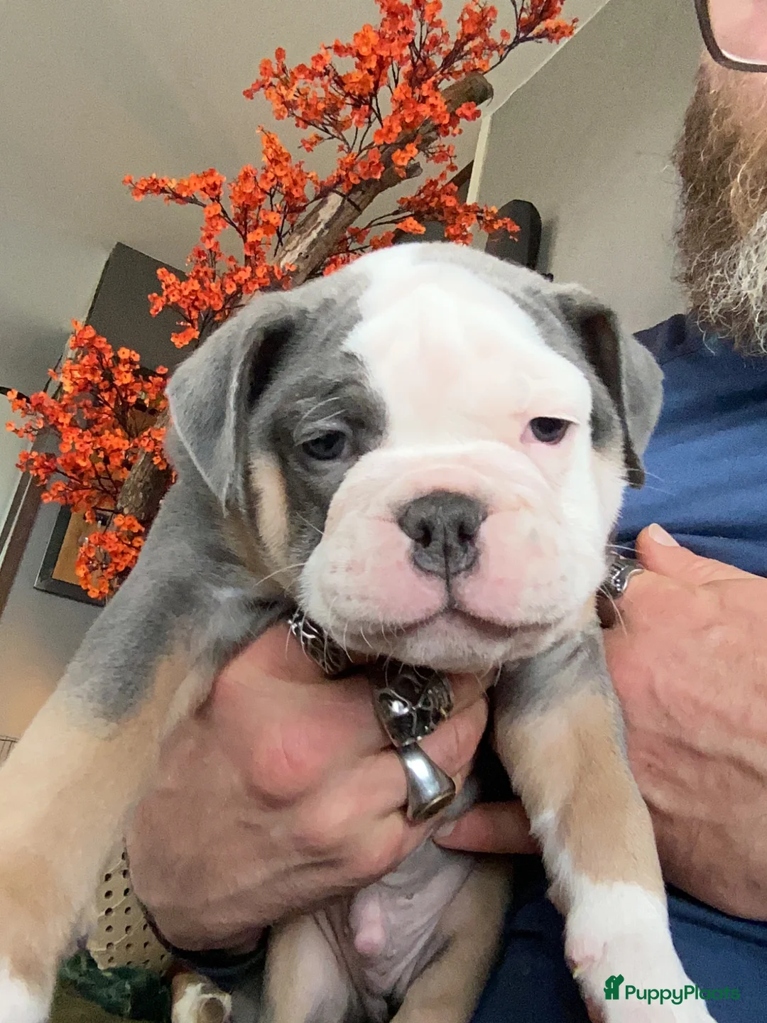 Old English Bulldog honden te koop: Prachtige Bulldog puppies - Advertentie 34