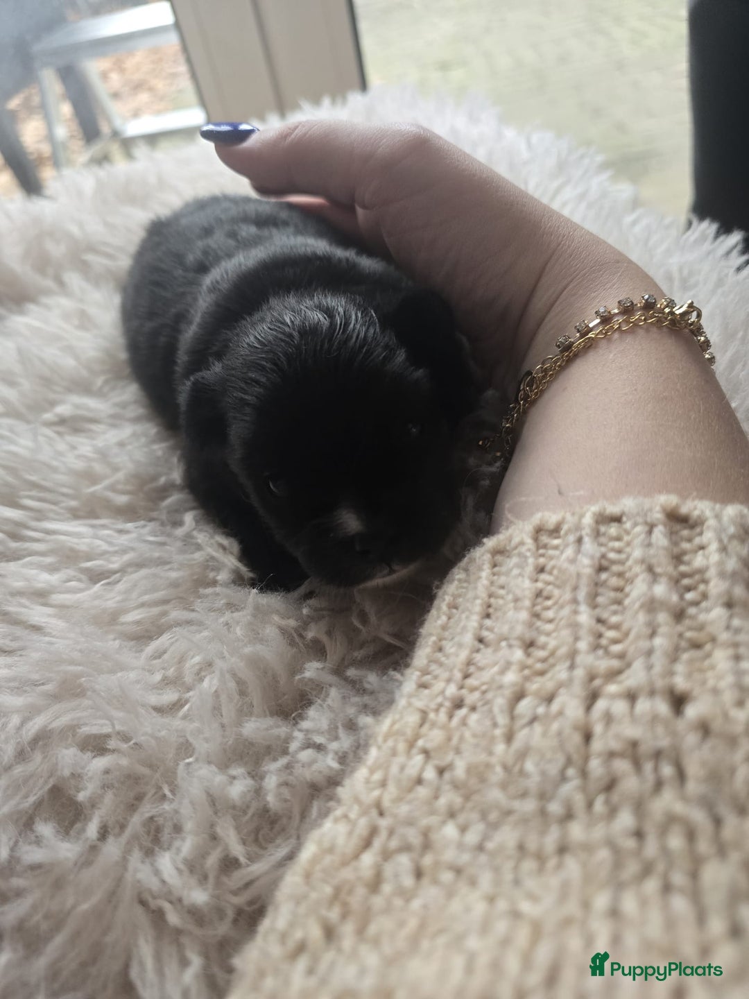 Pomchi honden te koop: Pomchi/pomeriaan - Advertentie 6