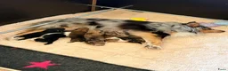 Kruising honden te koop: Eerste familiale nestje Poshie pups - Advertentie 12