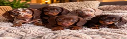 Dwergteckel honden te koop: ❤️😍 Prachtige sociale dwergteckel pups 😍❤️ - Advertentie 6
