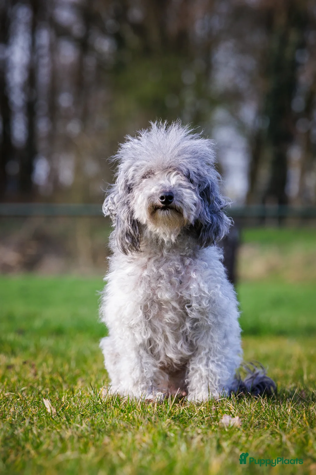 Dwergpoedel honden te koop: Kleine dwergpoedels in Kessel - Advertentie 1