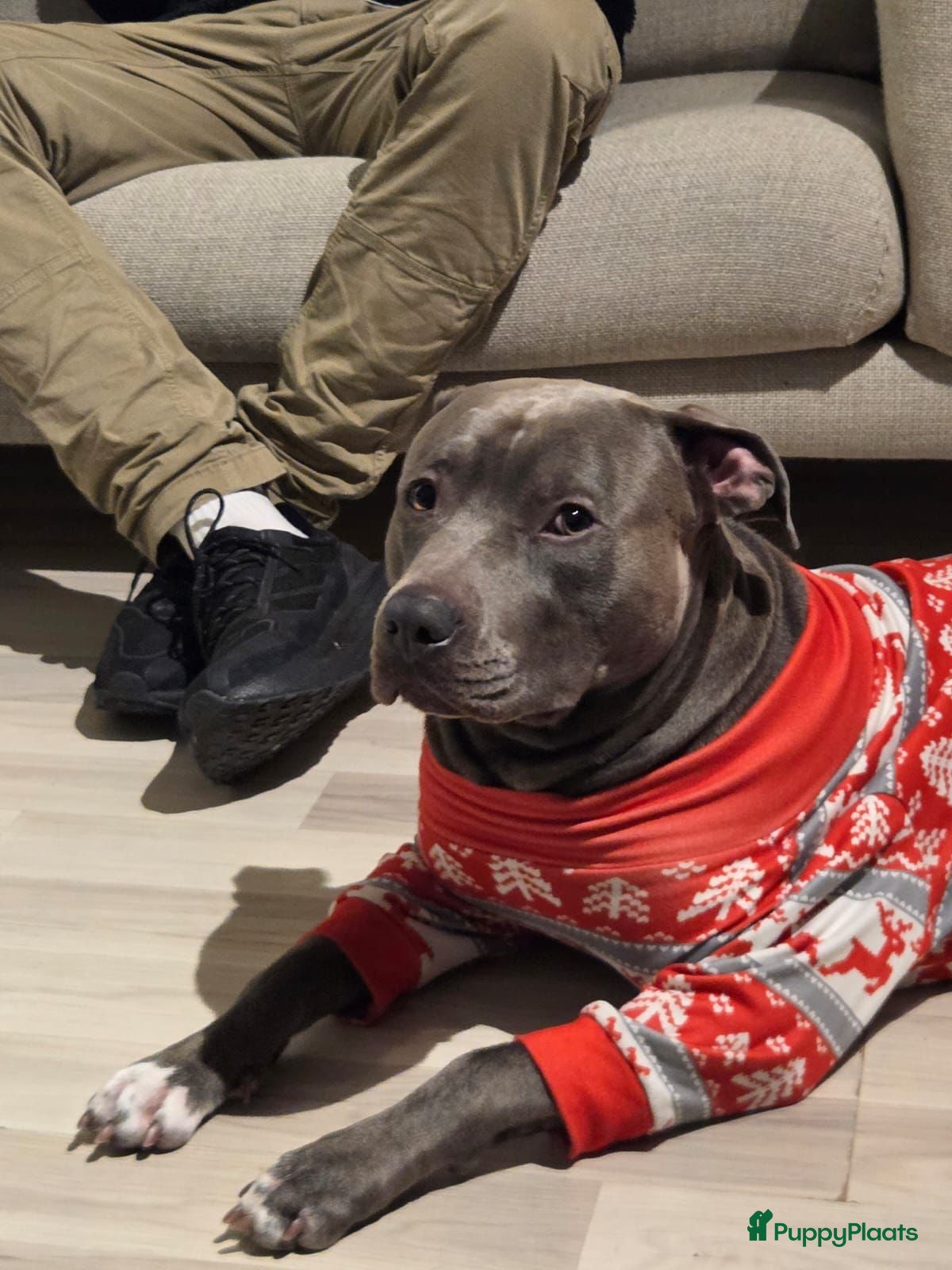 American Staffordshire Terriër honden Amerikaanse Stafford Sniper - Advertentie 2