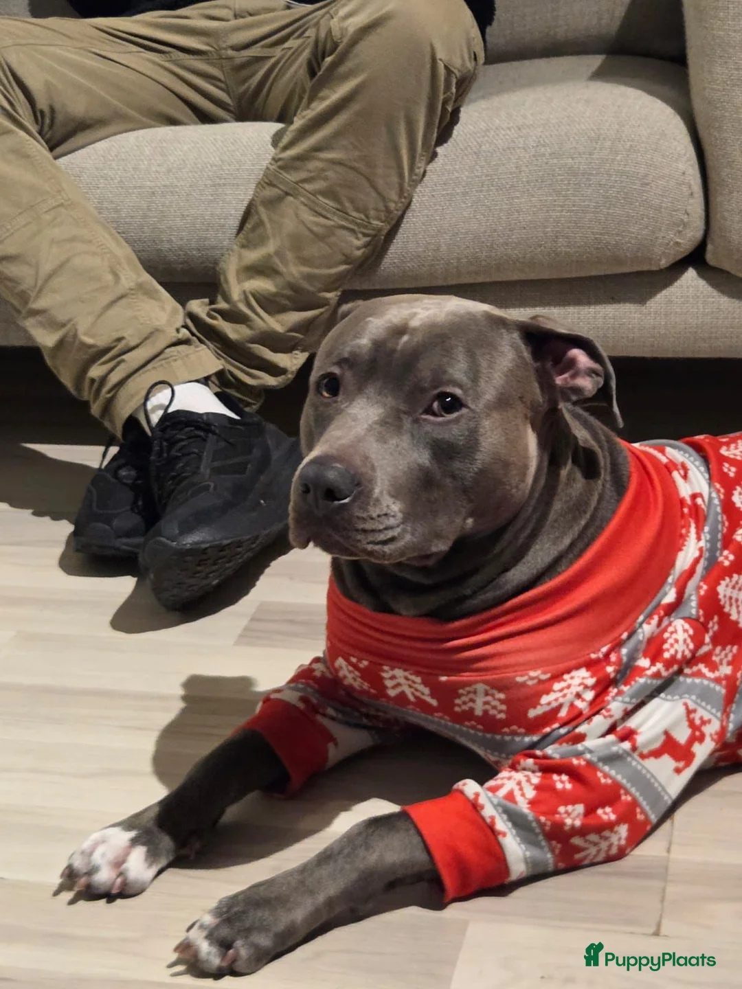 American Staffordshire Terriër honden ter dekking: Amerikaanse Stafford Sniper - Advertentie 1