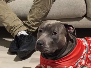 American Staffordshire Terriër honden Amerikaanse Stafford Sniper - Advertentie 2