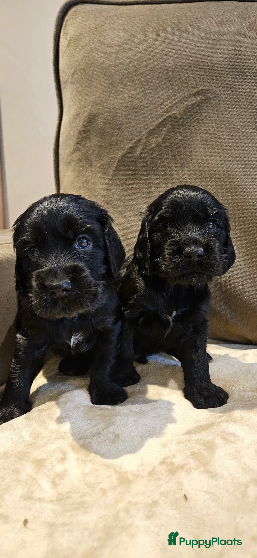 Engelse Cocker Spaniel honden te koop: Engelse cocker spaniël pups te koop - Advertentie 5