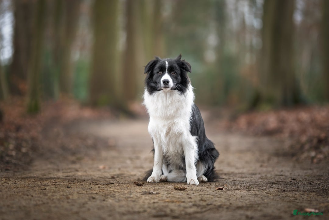 Border Collie honden te koop: Prachtig nestje blue merle bordercollie pups - Advertentie 7