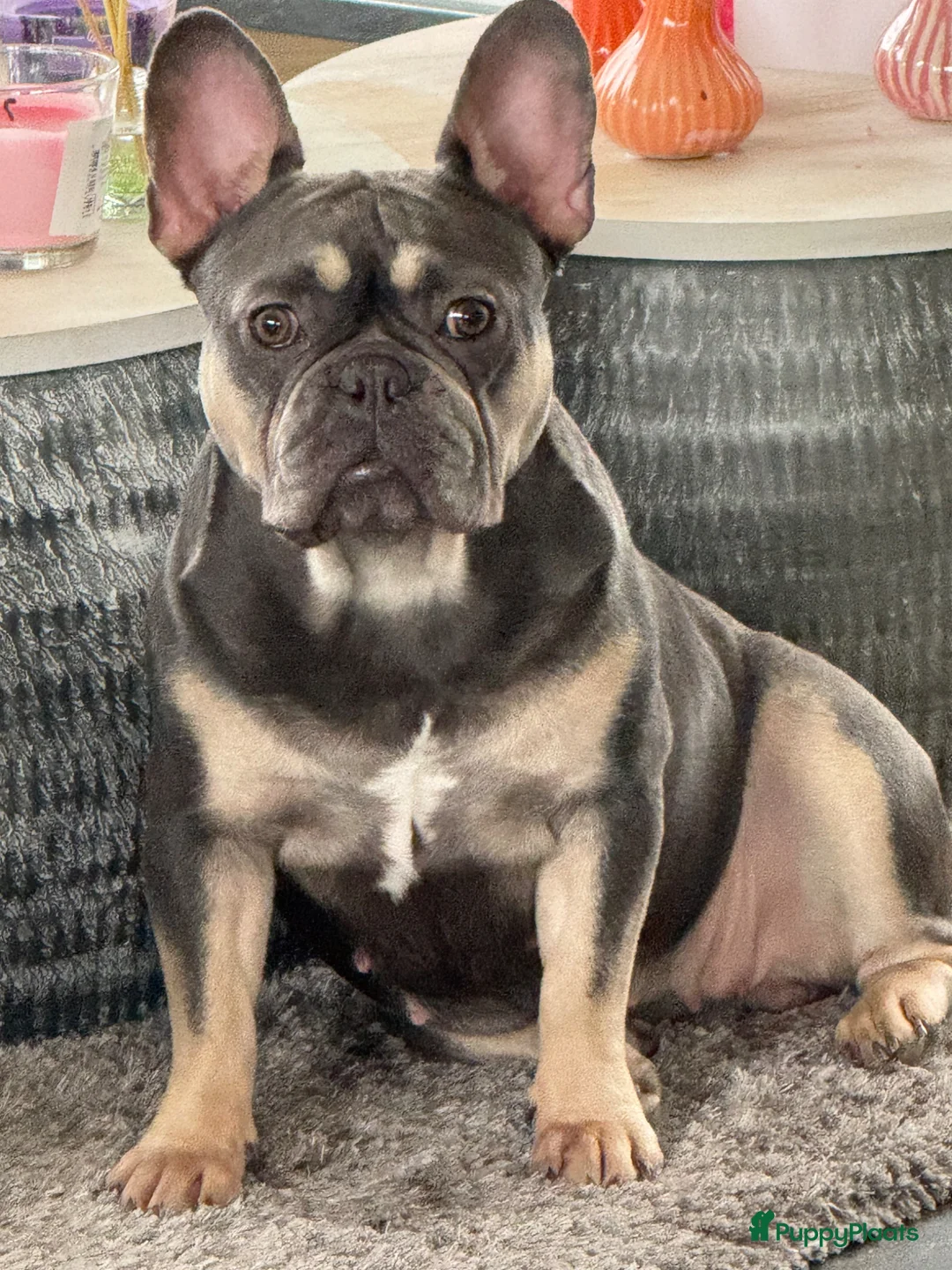 Franse Bulldog honden te koop: Prachtig nestje Franse bulldog pups - Advertentie 1