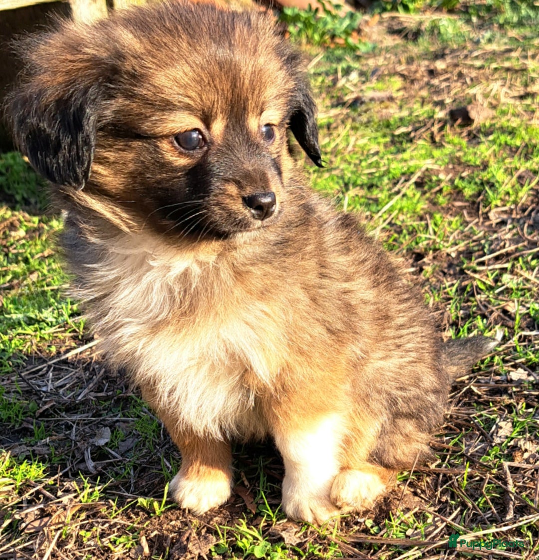 Kruising honden te koop: De mooiste Toy PapilLa - Advertentie 7