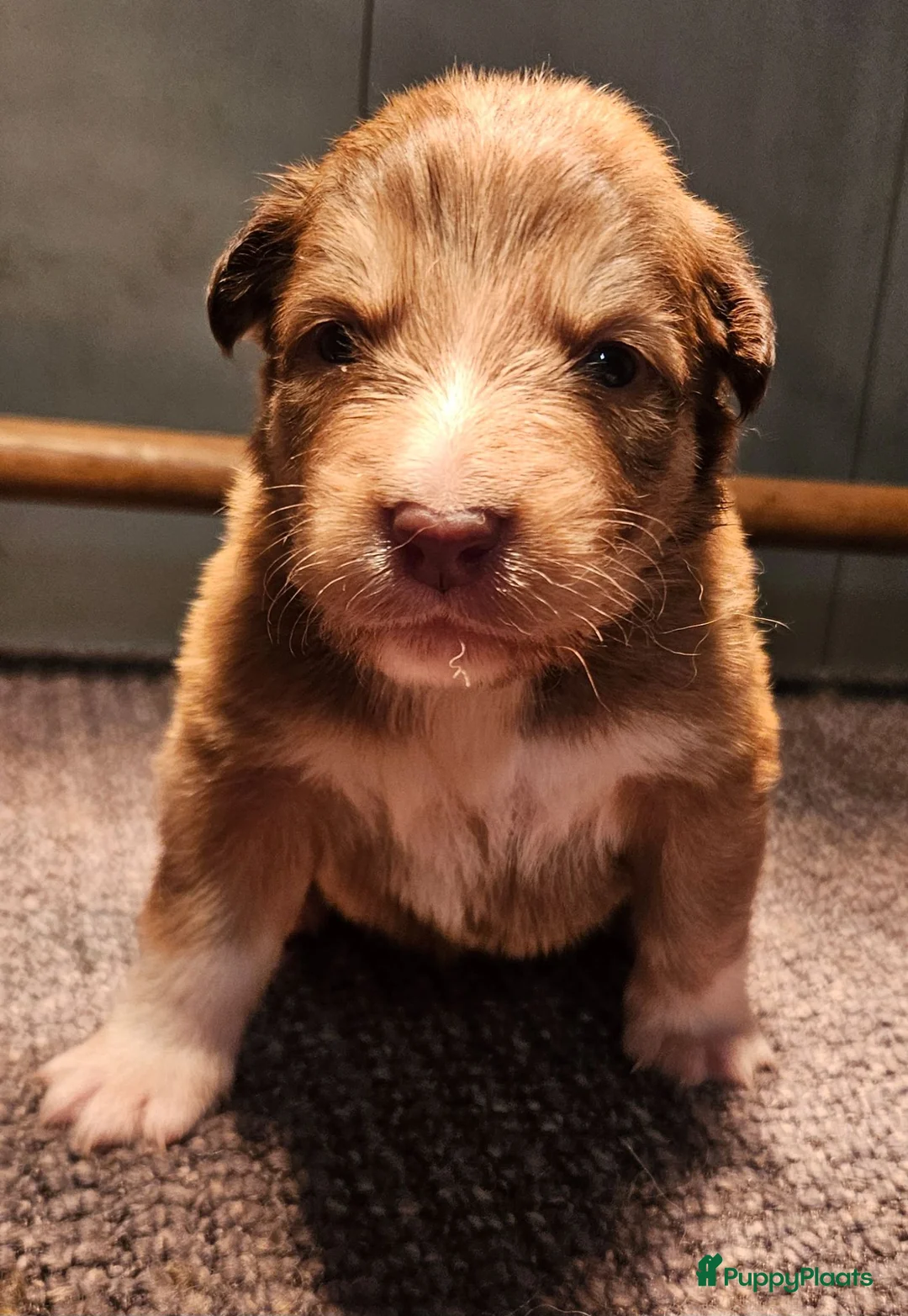 Kruising honden te koop: Toller x Aussie - Advertentie 2