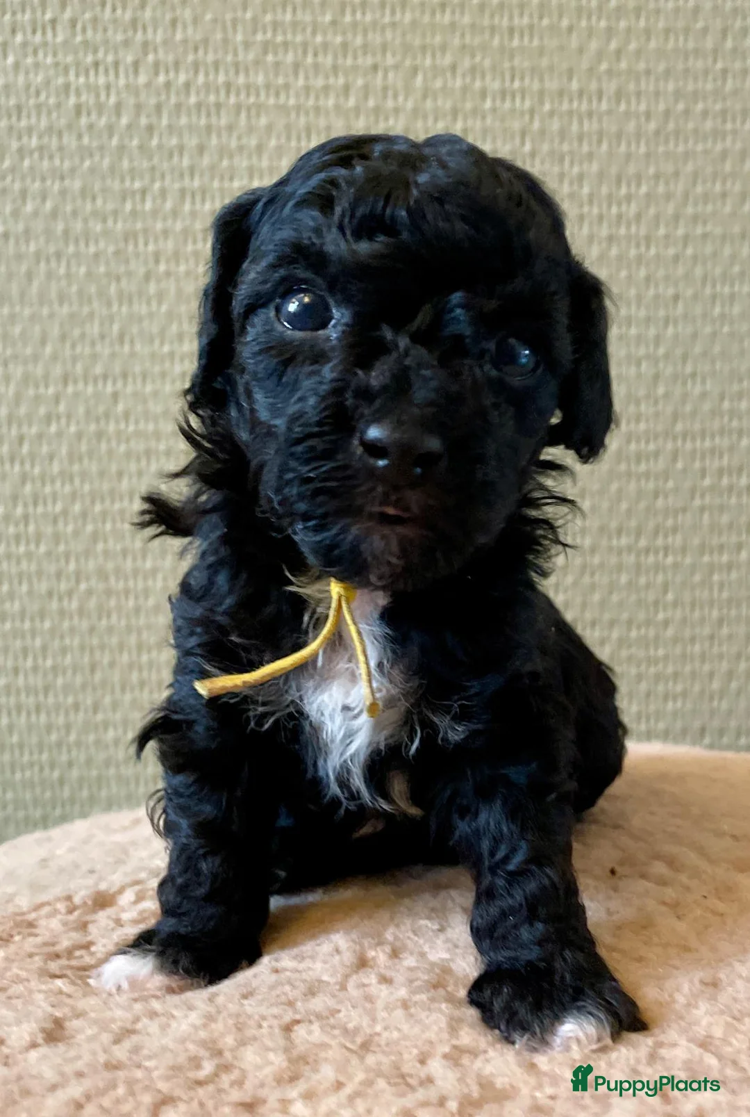 Maltipoo honden te koop: Prachtige Maltipoo pups (ouders getest)  in Voorthuizen - Advertentie 9