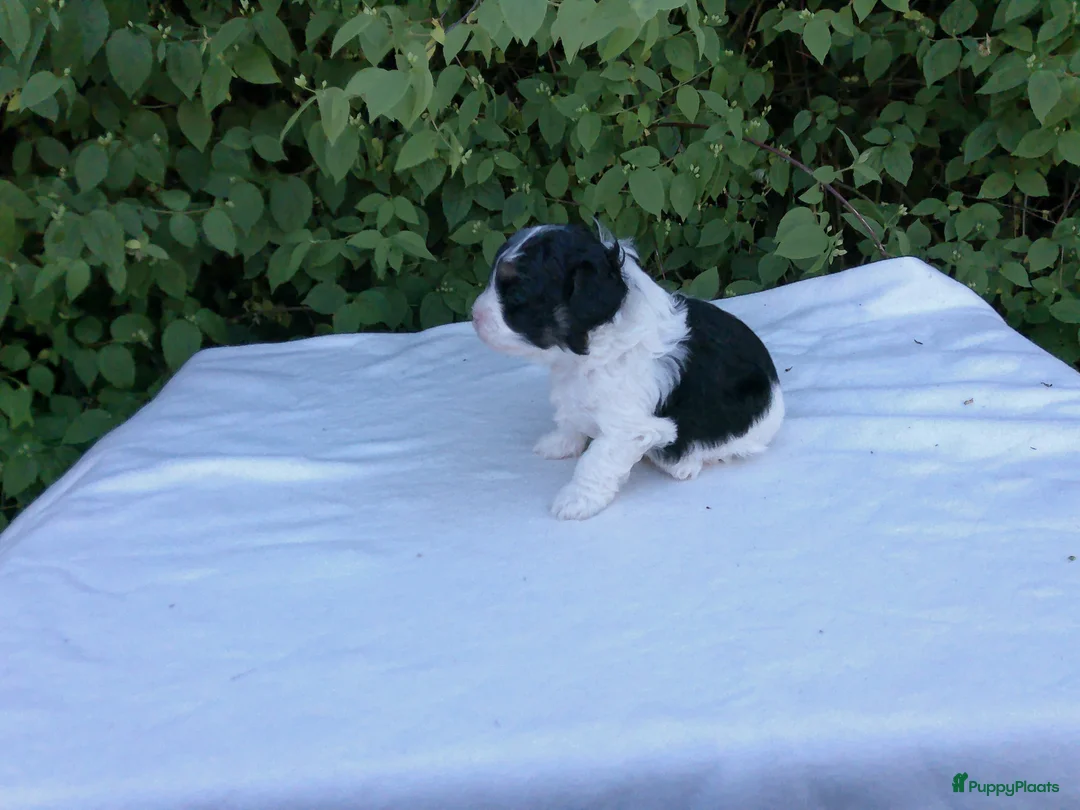 Shihpoo honden te koop: Lieve zachte Shihpoo pupjes te koop - Advertentie 2