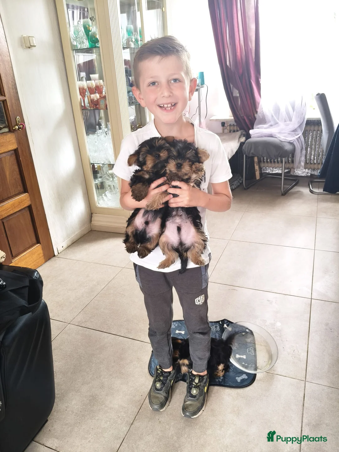 Yorkshire Terriër honden te koop: Yorkshire Terriër reutjes te koop - Advertentie 2