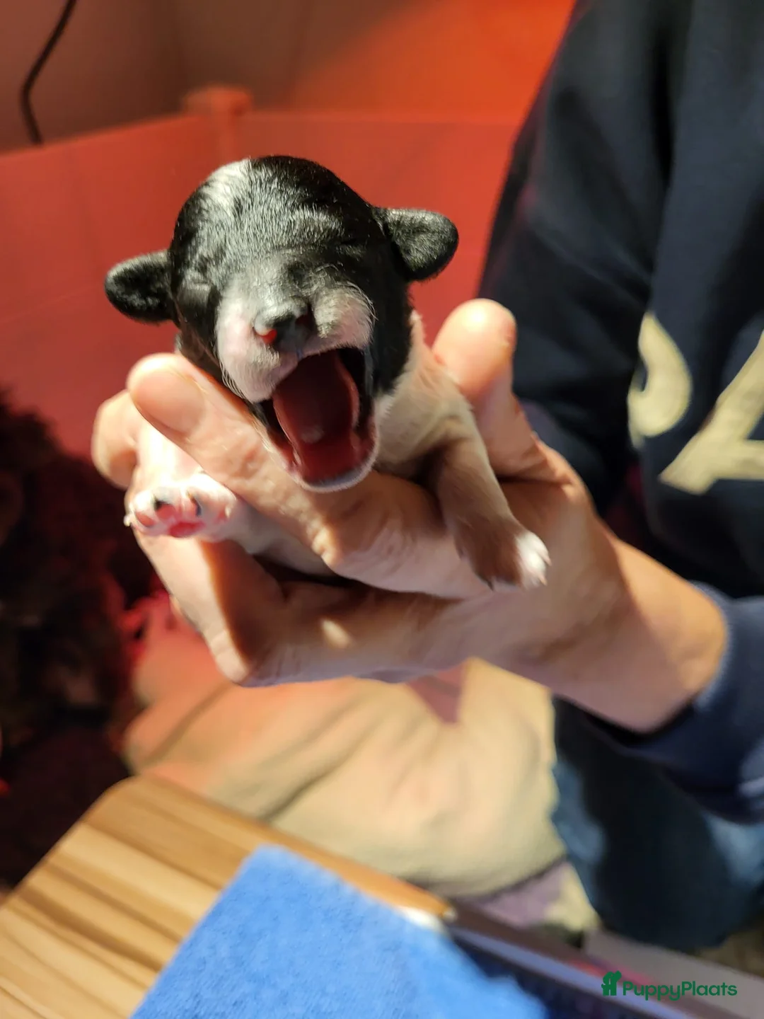 Poedel Toy honden te koop: 3 toy poedel reutjes - Advertentie 9