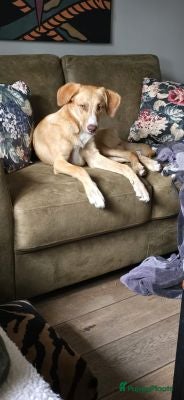 Kruising honden hazel zoekt een warm mandje  - Advertentie 8