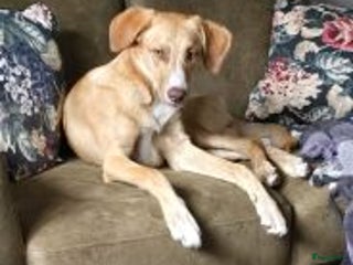 Kruising honden hazel zoekt een warm mandje - Advertentie 13