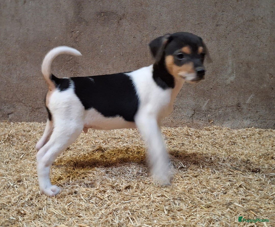 Fox Terriër Gladhaar honden te koop: boerenfox pups - Advertentie 2