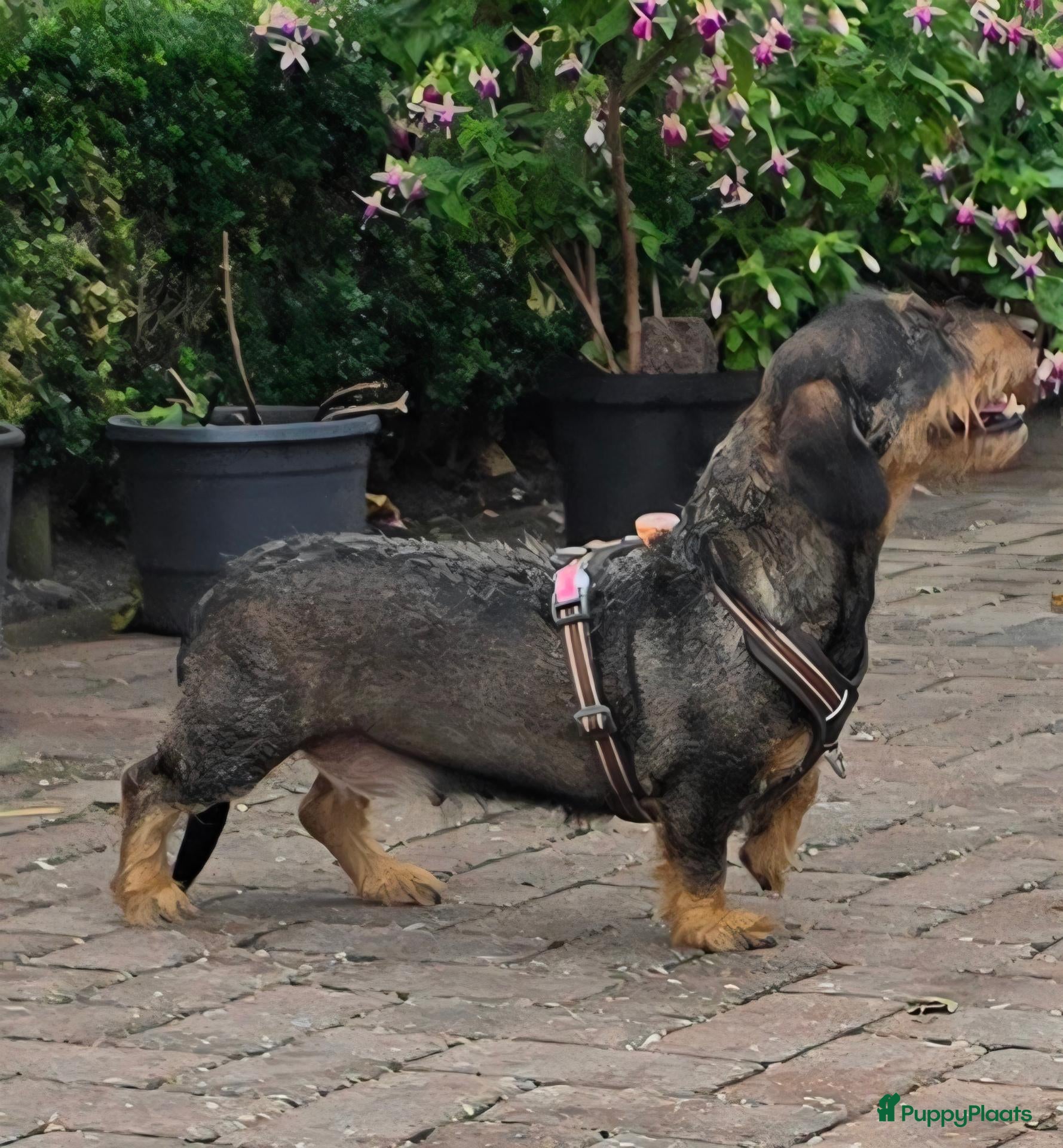 Ruwhaar Teckel honden  Liefdevolle mandjes voor 3 prachtige Teckelpups - Advertentie 1